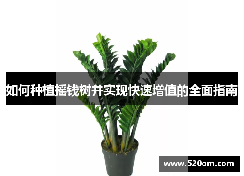 如何种植摇钱树并实现快速增值的全面指南
